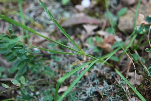 Dianthus balbisii / Garofano di Balbis